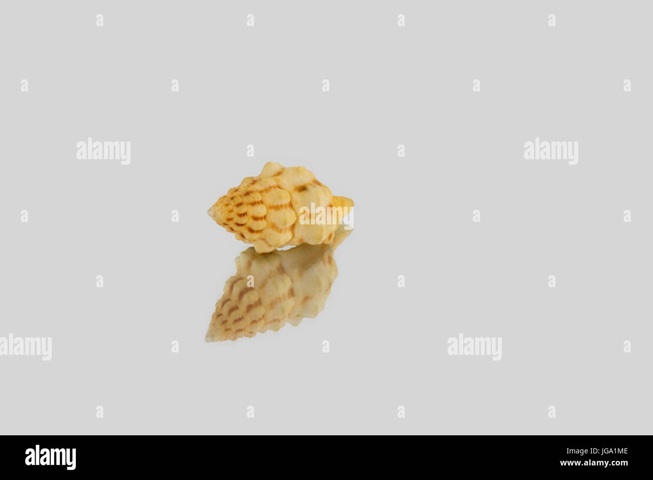 Beautiful sea shell,cerithium carbonarium, isolated on a mirror ...