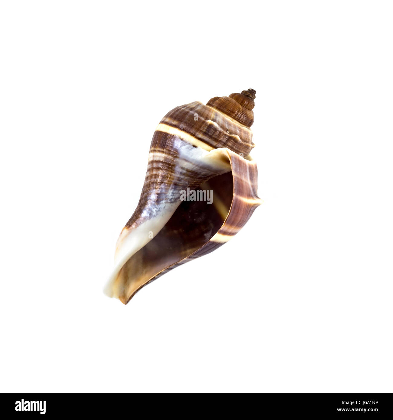 Beautiful sea shell,turbinella angulata, isolated on white background view from the top .For posters, sites, business cards, postcards, interior desig Stock Photo