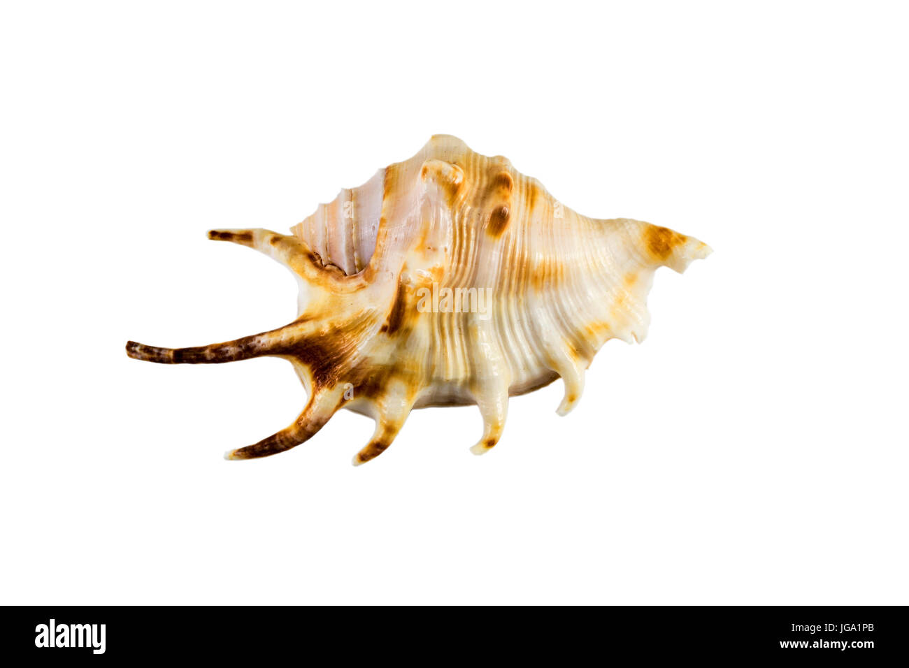Beautiful sea shell,Lambis chiragra, isolated on white background view from the top .For posters, sites, business cards, postcards, interior design, l Stock Photo