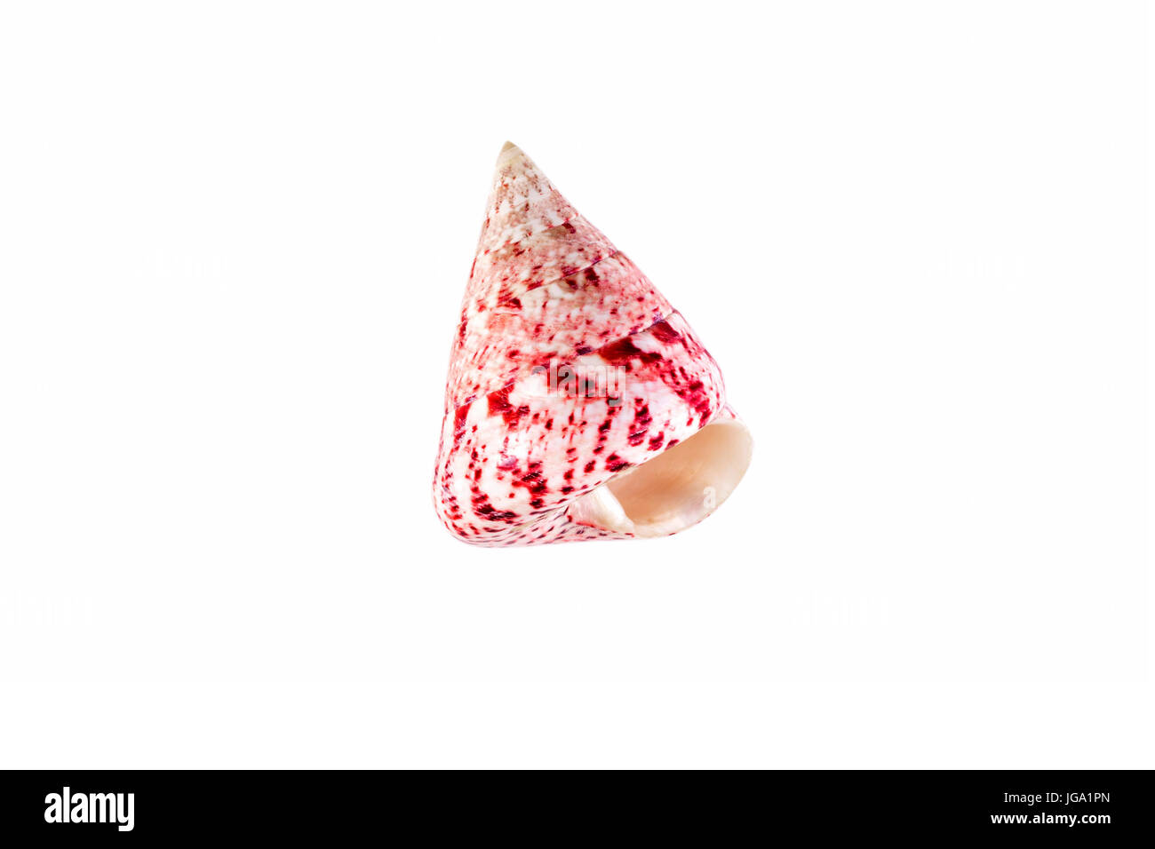 Beautiful sea shell,Trochus niloticus, isolated on white background view from the top .For posters, sites, business cards, postcards, interior design, Stock Photo