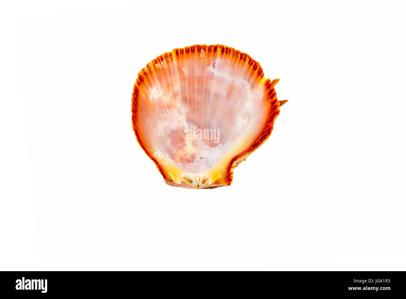 Beautiful sea shell,Spondylus I Tericus, isolated on white background view from the top .For posters, sites, business cards, postcards, interior desig Stock Photo
