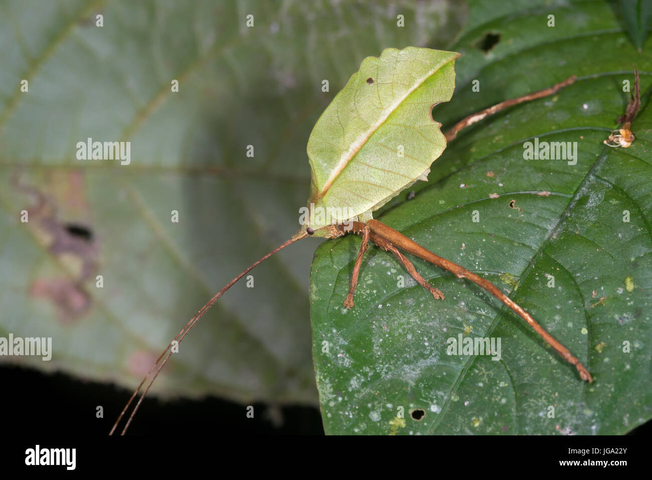 Katydid leaf mimic insect costa hi-res stock photography and images - Alamy