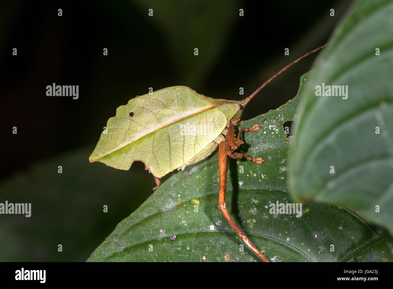 Leaf Katydid, “Mimetica crenulata”-Tortuguero, Costa Rica Stock Photo