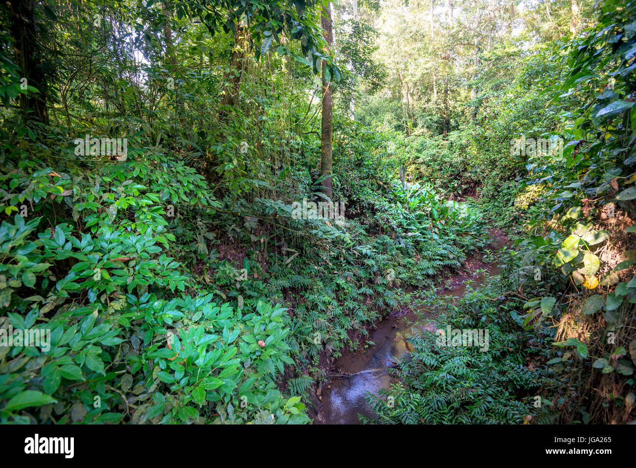 Rainforest of La Selva, Sarapiqui, Costa Rica Stock Photo