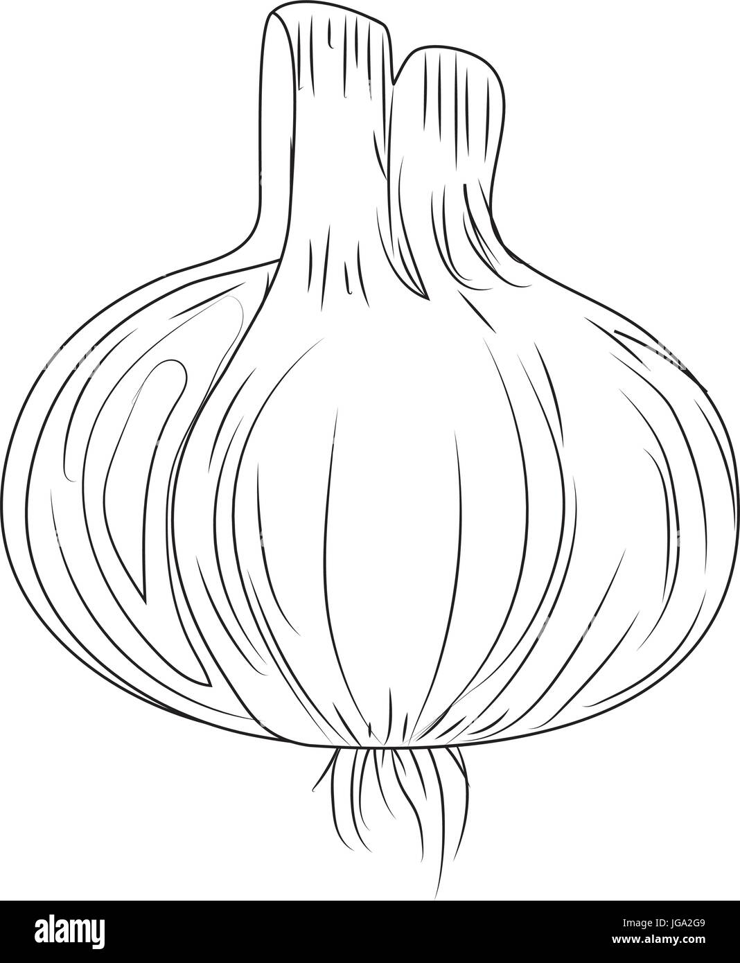 line fresh garlic natural vegetable nutrition Stock Vector Image & Art ...