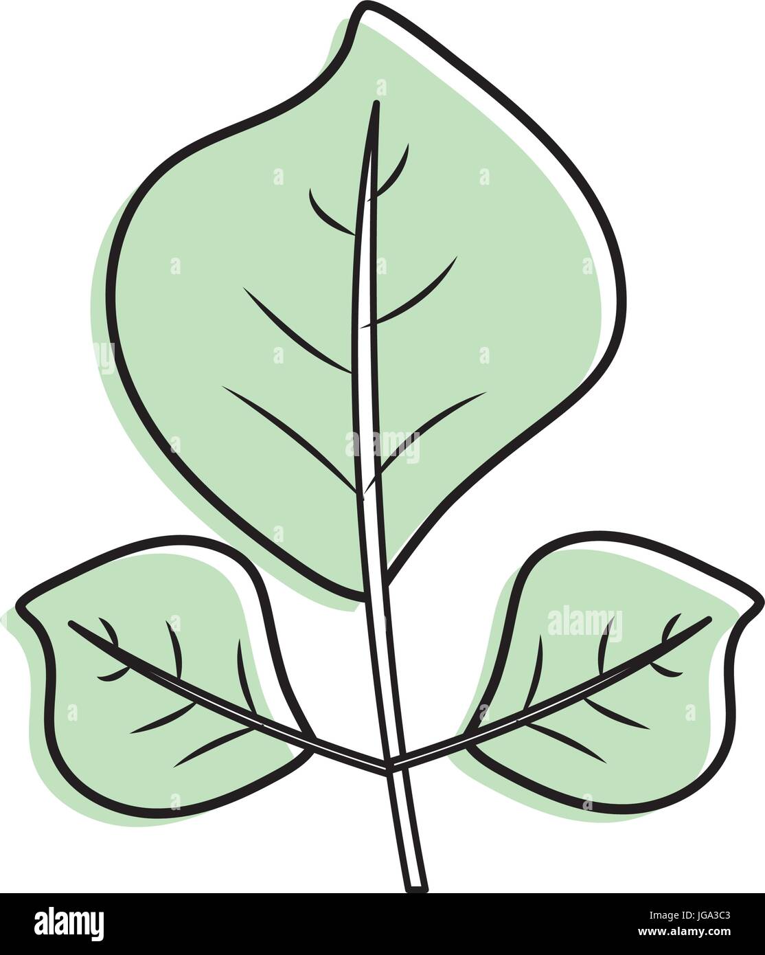 natural leaves botany of tropical plant Stock Vector Image & Art - Alamy