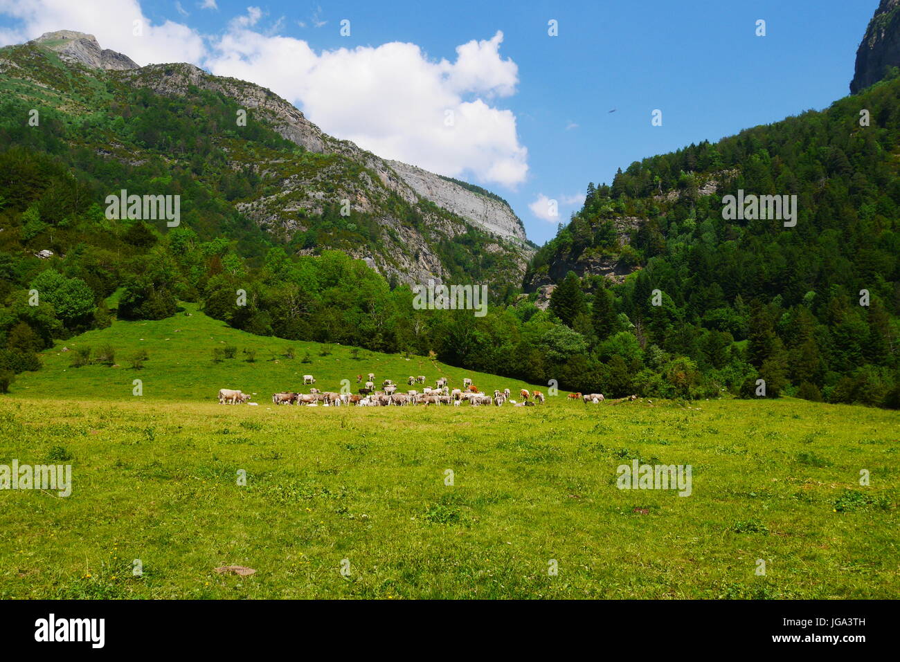 Valle Bujaruelo Hi res Stock Photography And Images Alamy valle-bujaruelo-hi-res-stock-photography-and-images-alamy