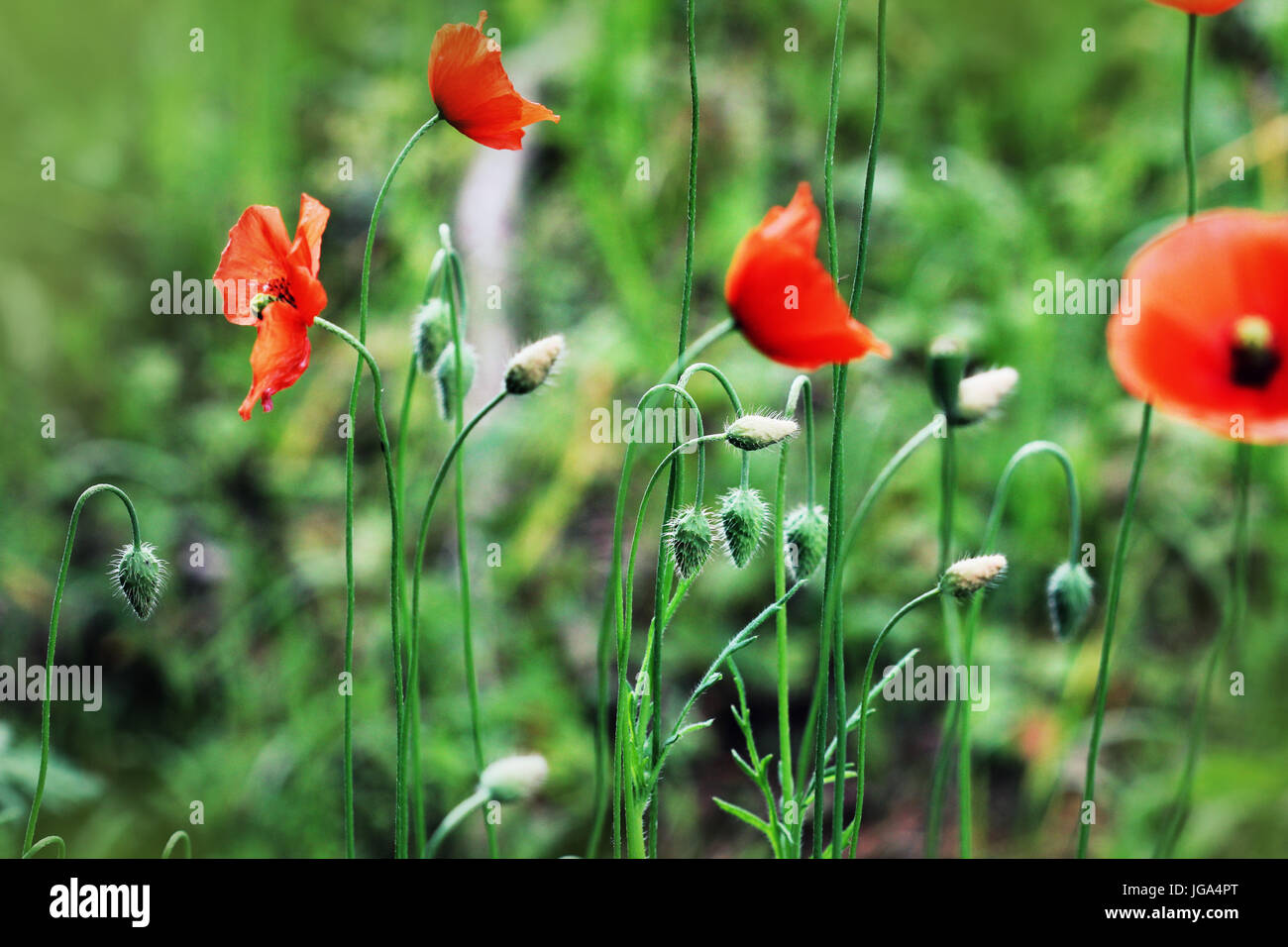 Beautiful poppy flowers on the meadow in summertime. Red meadow flowers growing in the green grass. Close up, macro view Stock Photo