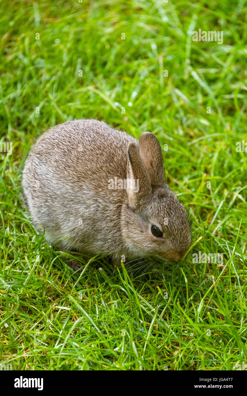 res stock photography and images Biology Diagrams