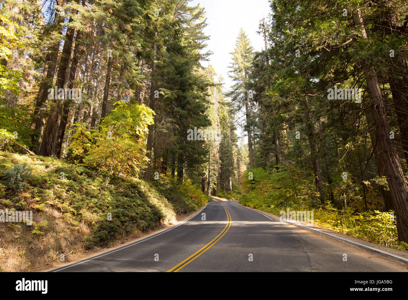 Generals Hwy thru Sequoia National Park in California, USA Stock Photo