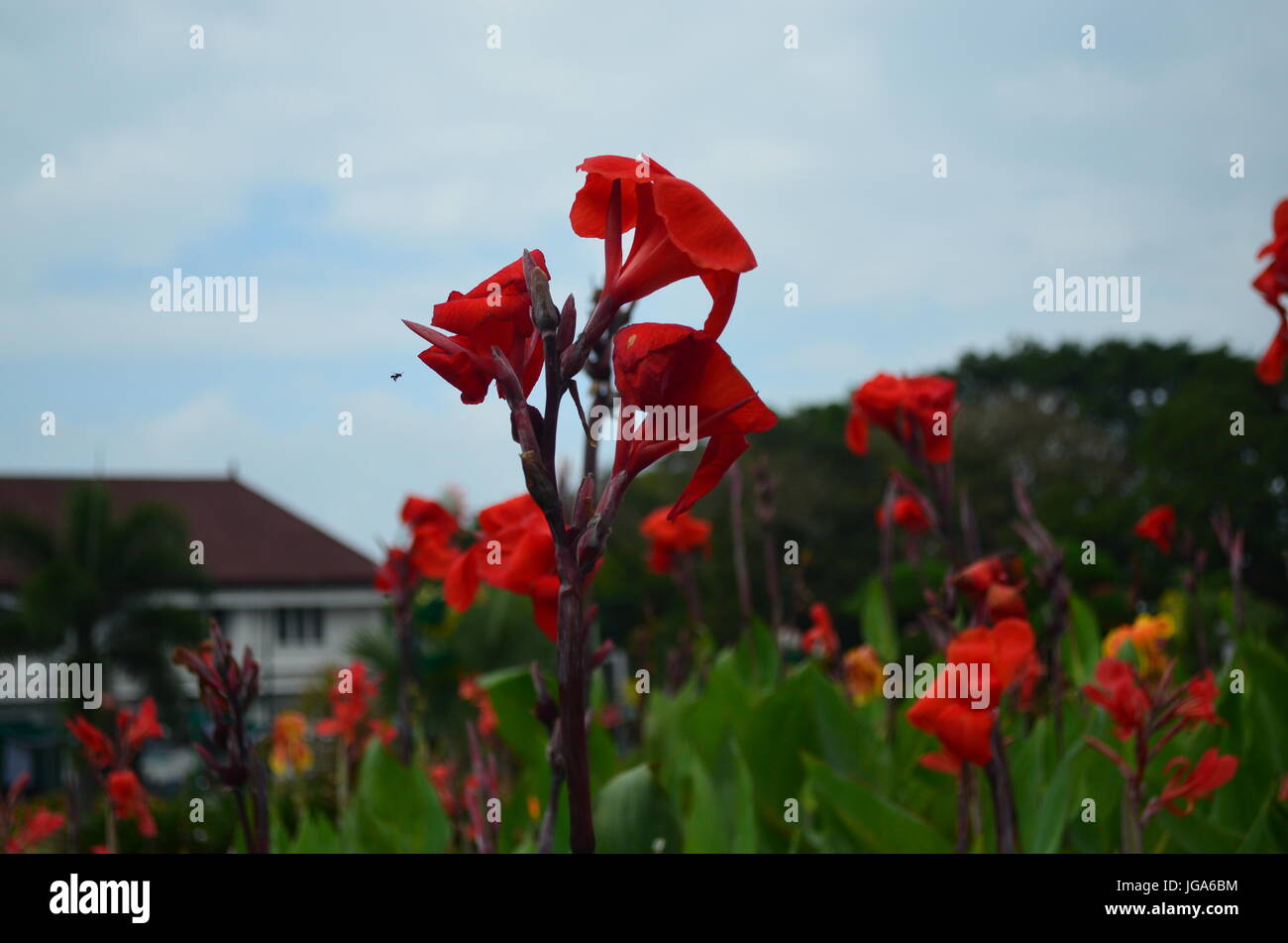 No flowers bloom without going through change Stock Photo Alamy