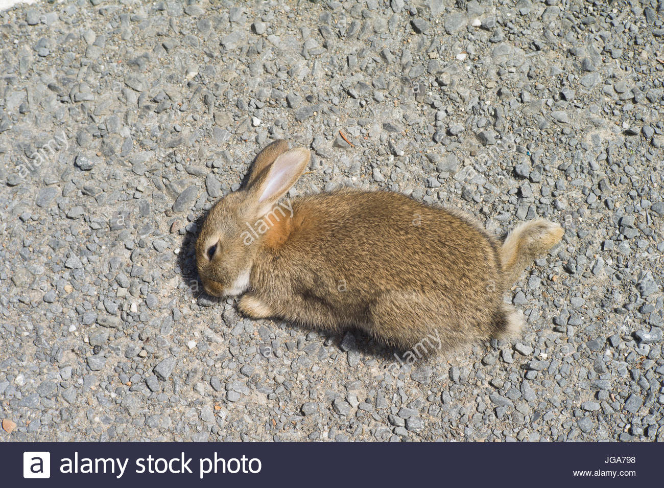 Road Kill Rabbit Dead High Resolution Stock Photography and Images Alamy