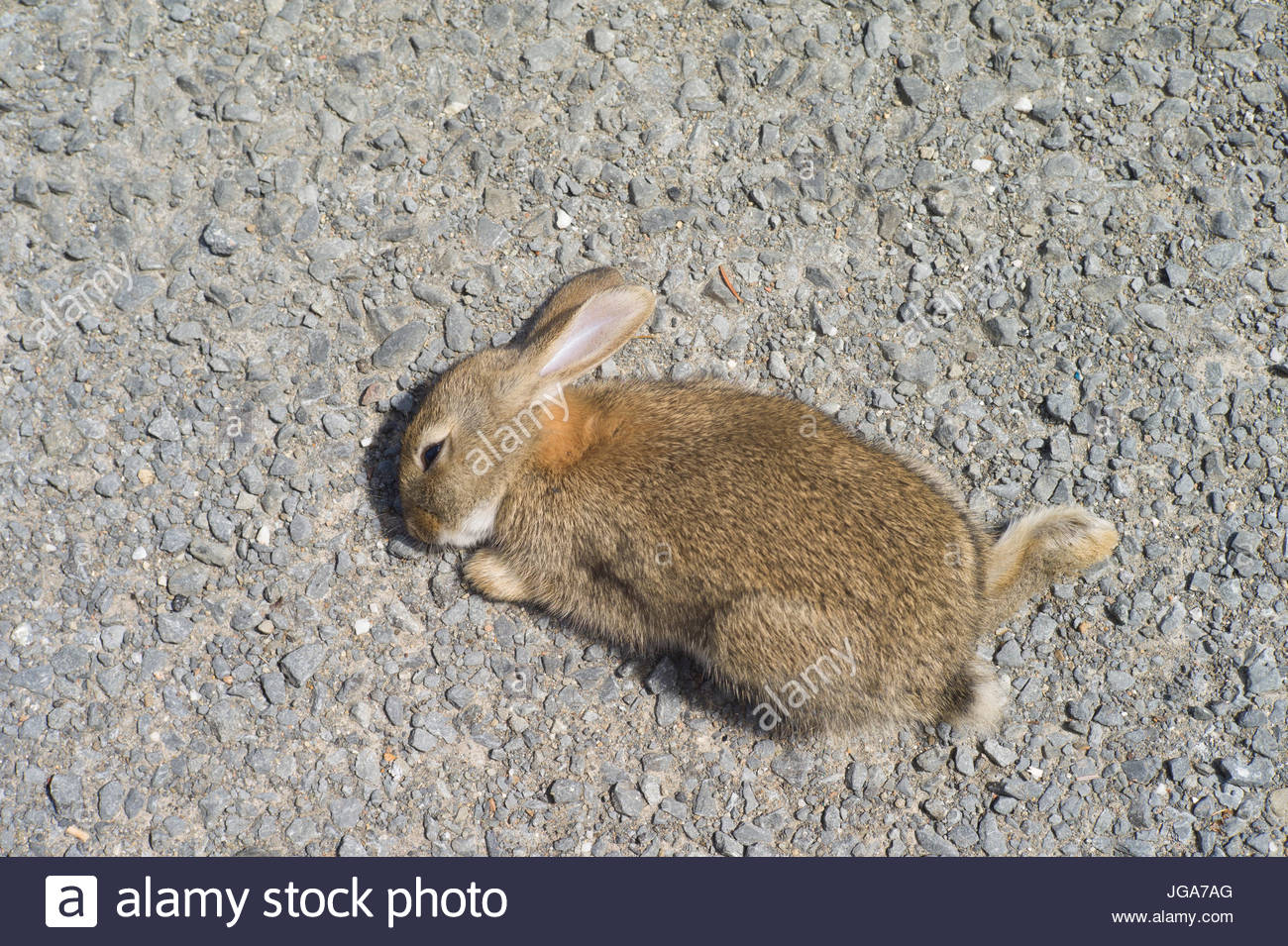 Road Kill Rabbit Dead High Resolution Stock Photography and Images Alamy