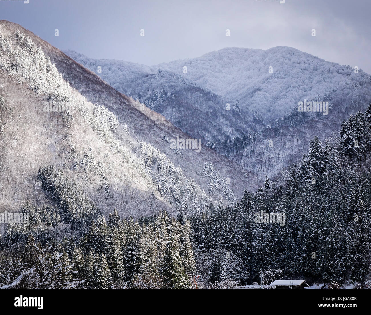 Mountain scenery with pine trees at sunny day in the winter Stock Photo ...