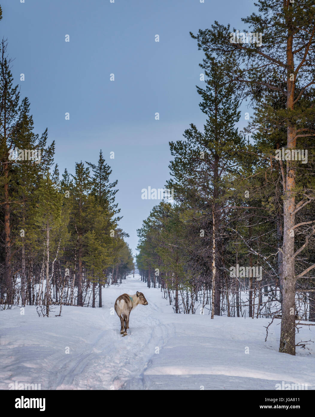 Reindeer in the snow, Lapland, Sweden Stock Photo
