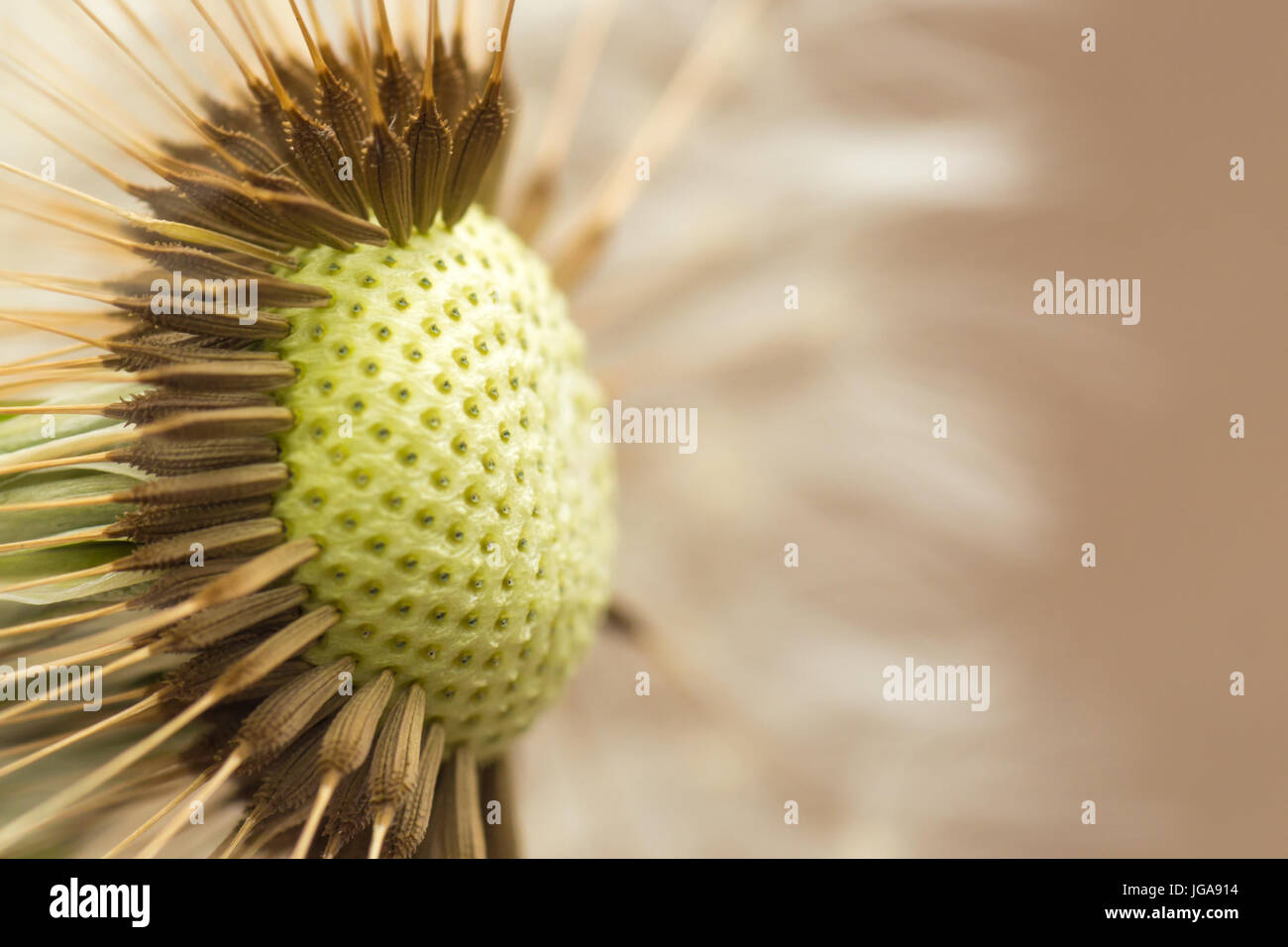 Close up of a delicate dandelion clock and seeds Stock Photo - Alamy