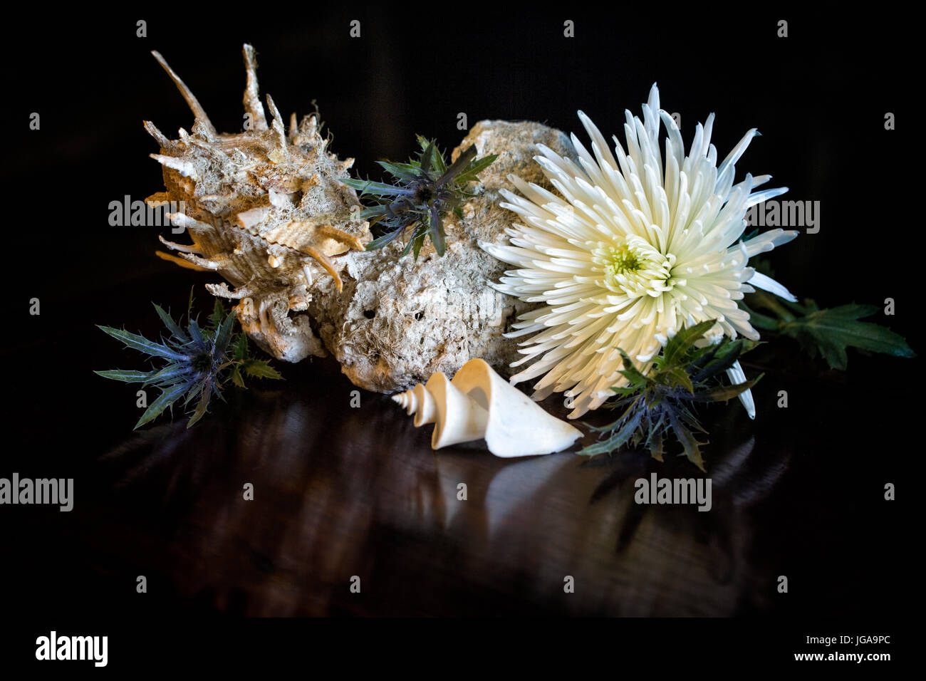 Still Life with Spondylus Thatcheria and Mum - seashells with flower Stock Photo