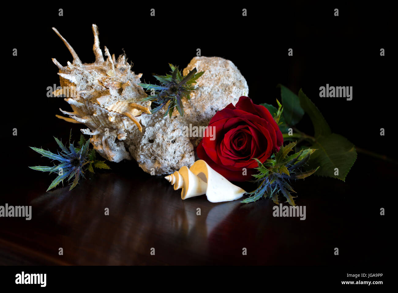 Spiny Spondylus  cemented to its rock substrate in a still life with a red rose and a Thatcheria shell contrasting rich color with seashell forms Stock Photo