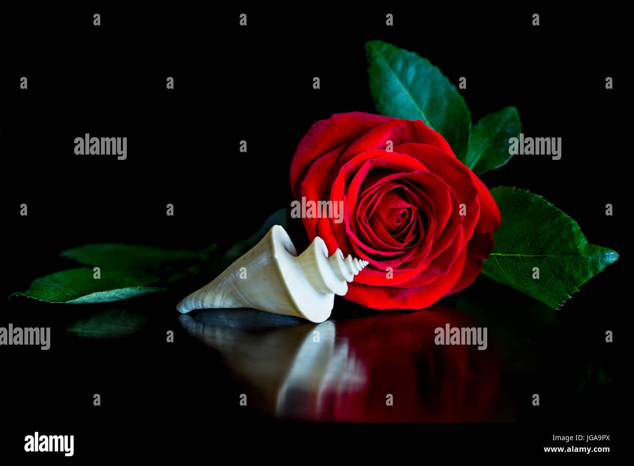 Still Life with Red Rose and Elegant Thatcheria Shell -spires and spirals Stock Photo