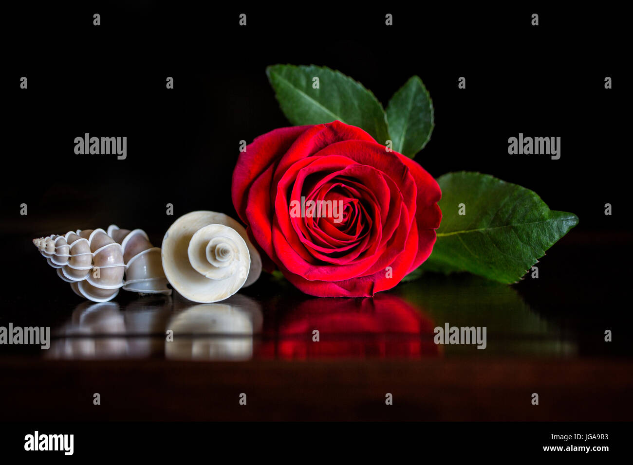 A Red Rose with a Precious Wentletrap and Thatcheria Shell displaying spires and spirals of nature in a still life on a wood table. Stock Photo