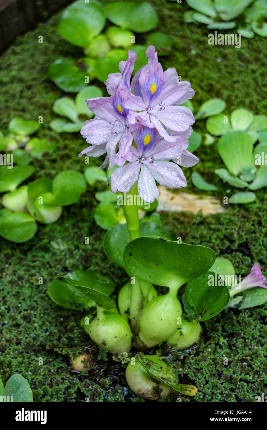 Eichhornia crassipes Stock Photo