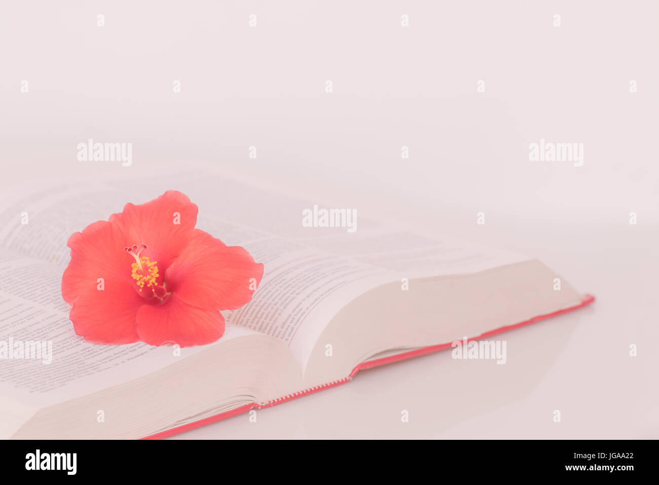 Open book with flower in the morning, Vintage tone Stock Photo