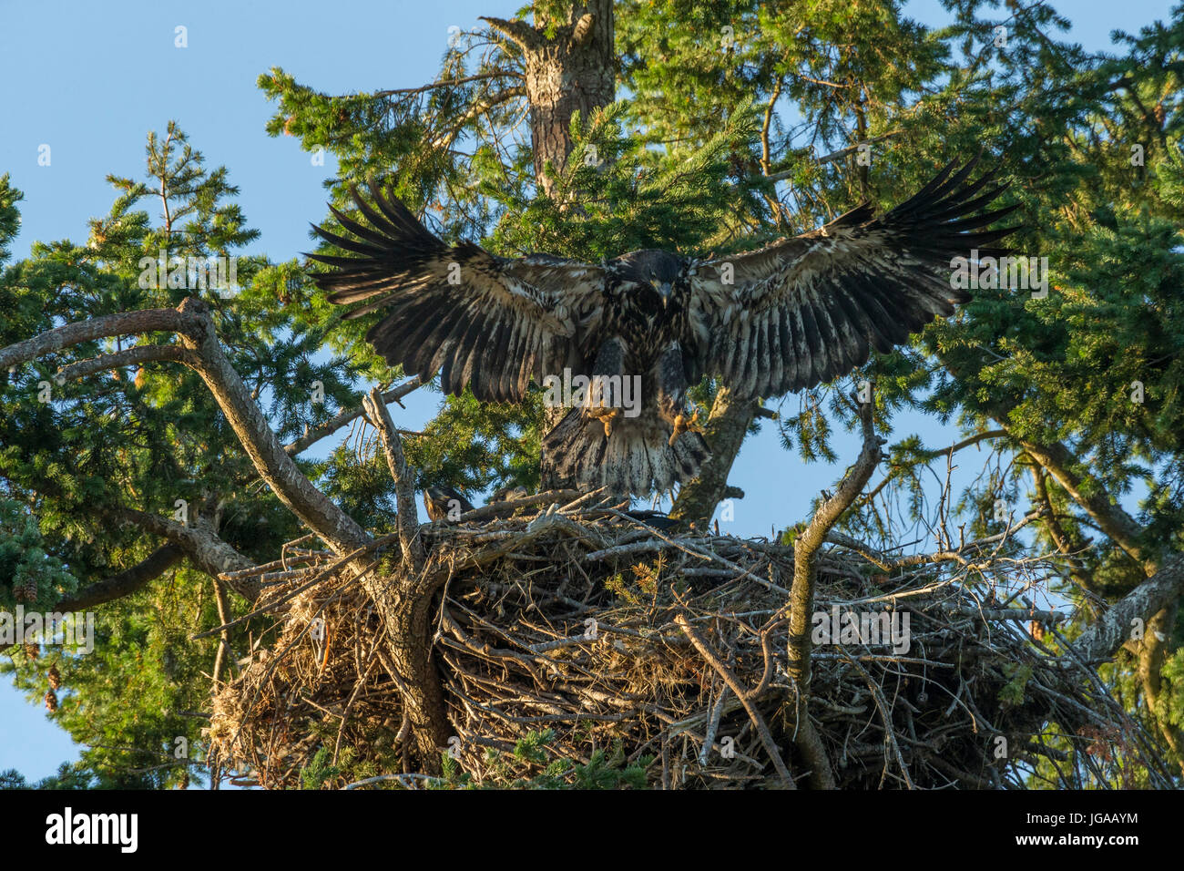 Juvenile Bald eagle flapping wings in preparation for fledging from  nest at Robert's Bay-Sidney, British Columbia, Canada. Stock Photo