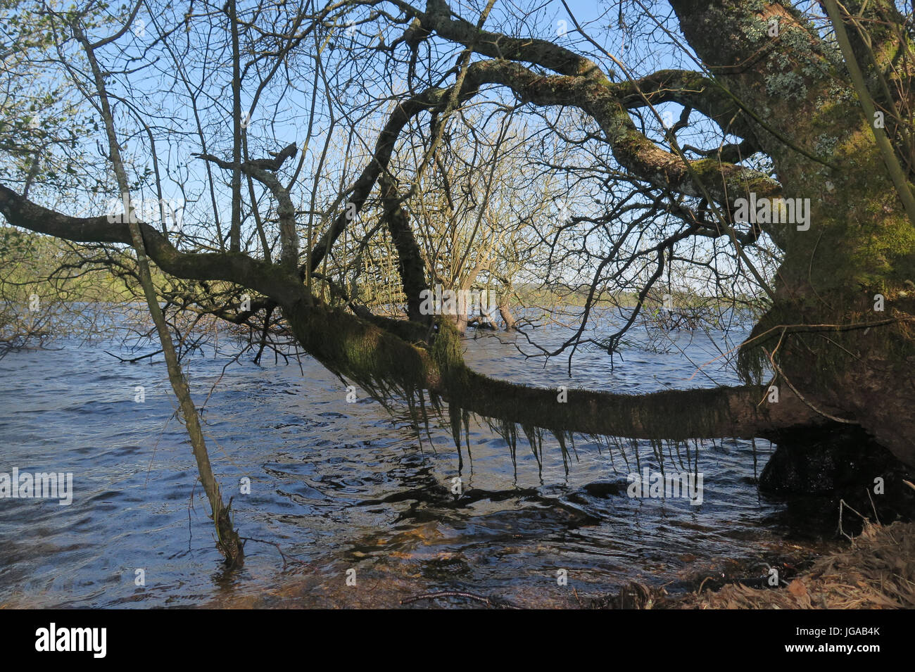 Vartry Reservoir, Ireland, 2017 Stock Photo
