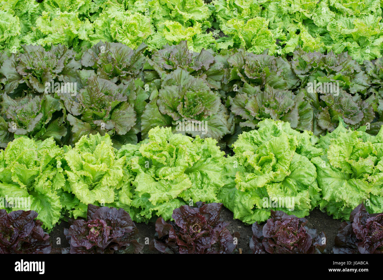 Lactuca sativa. Varieties of Lettuces. Lactuca sativa ’Double guard row’, Lactuca sativa ‘Iceberg 4’ Stock Photo