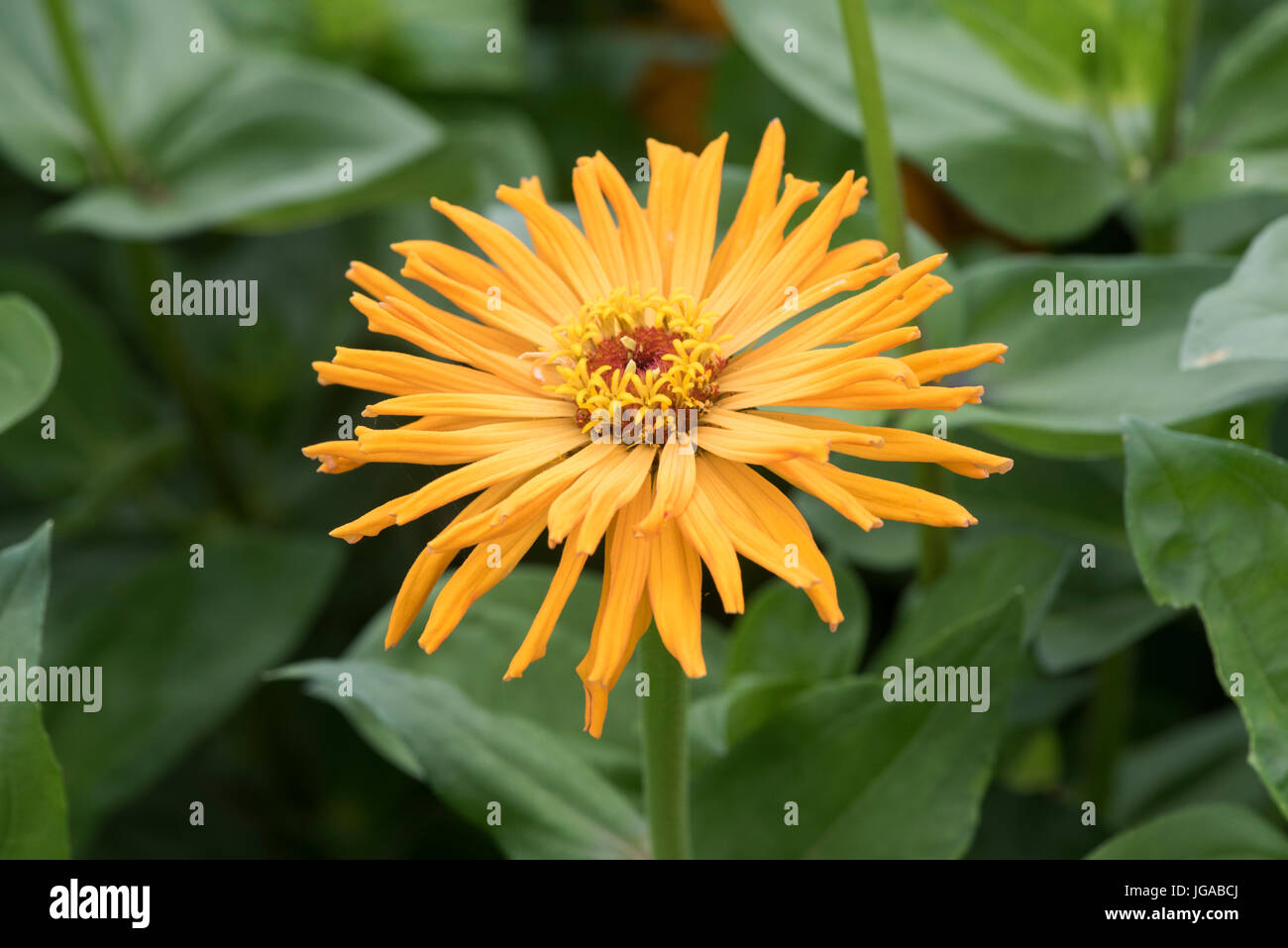 Zinnia early wonder mixed hi-res stock photography and images - Alamy