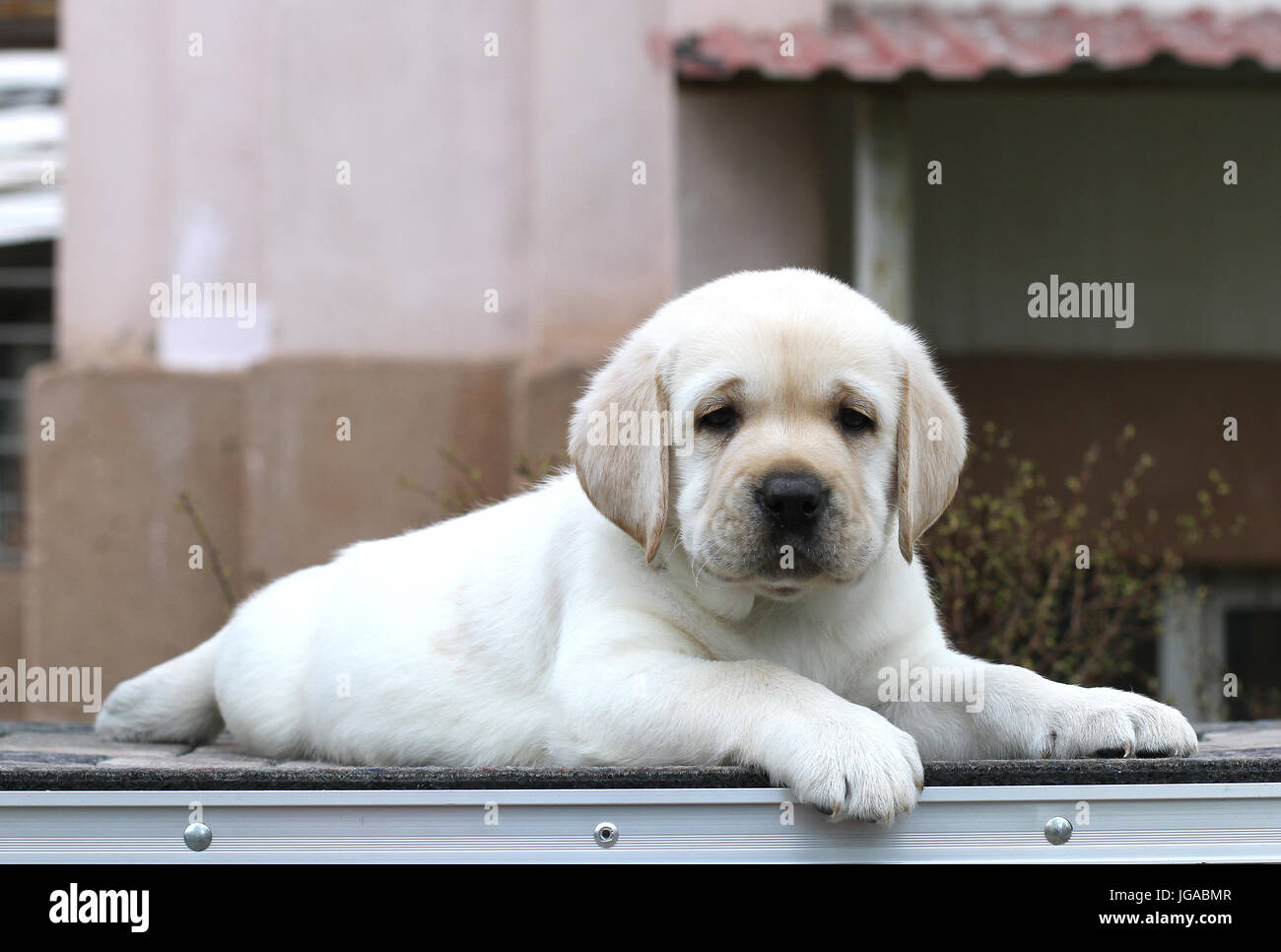 little yellow labrador puppy sitting on grey background Stock Photo - Alamy