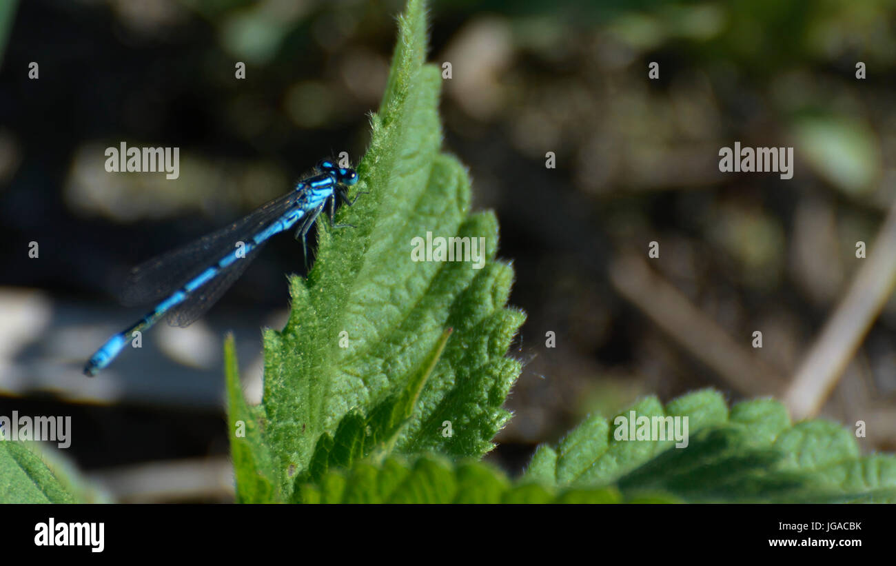 Azure damselfly on a nettle leaf Stock Photo - Alamy