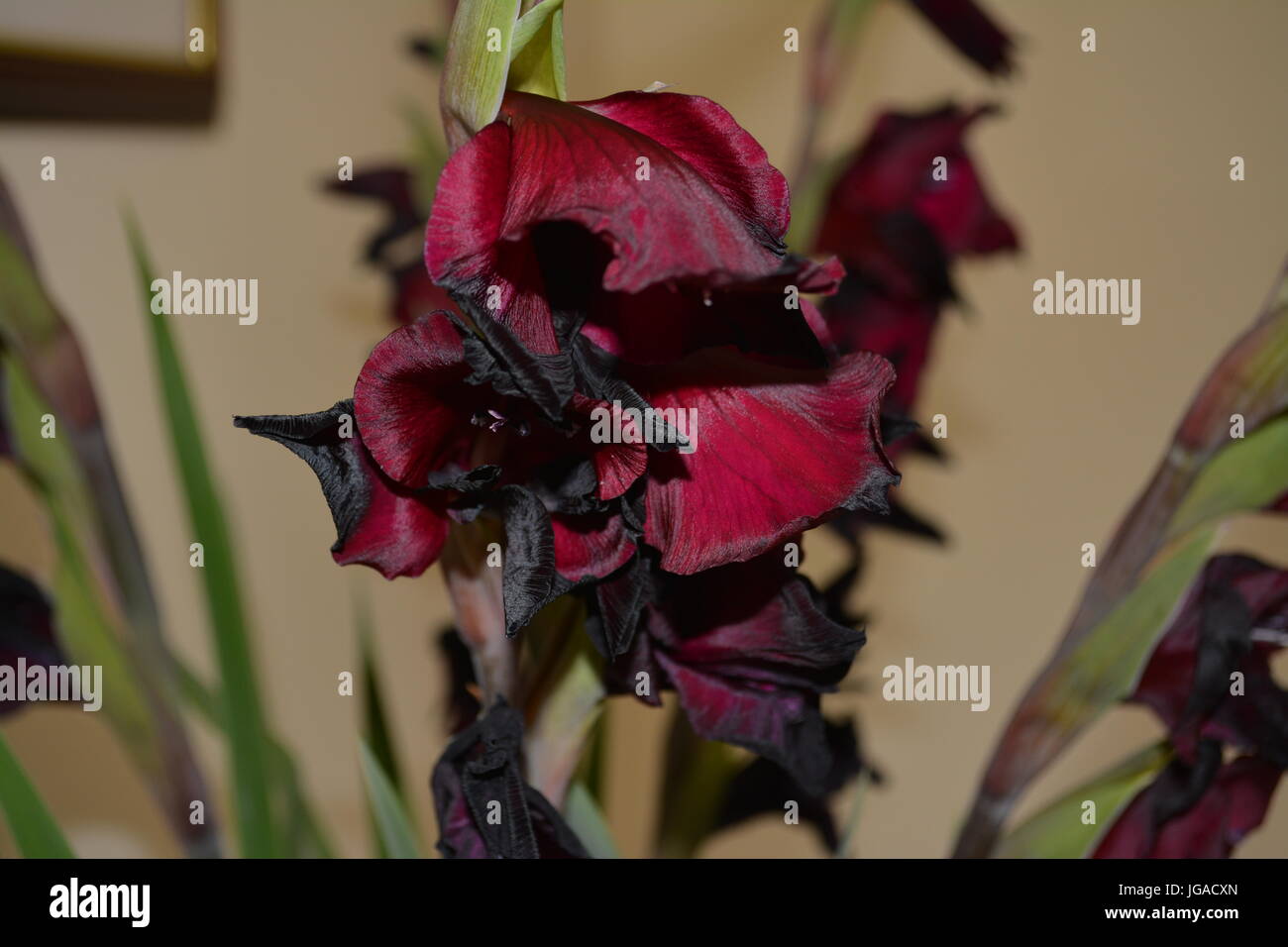 Deep red burgundy espresso gladioli gladiola gladiolus on single stem with black detail starting to wilt due to hot weather against cream background Stock Photo