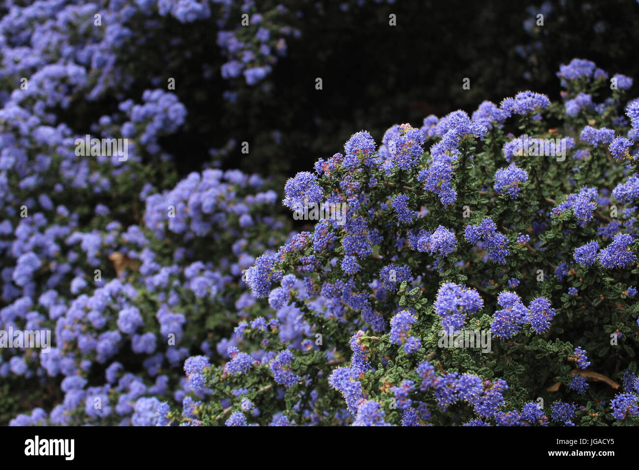 Bush of purple flowers in San Francisco Stock Photo