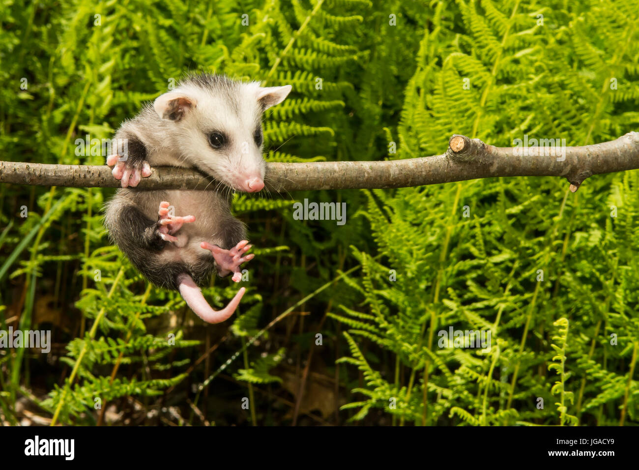 Baby Opossum Stock Photo