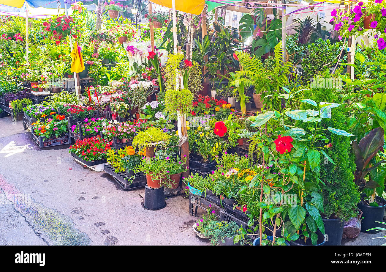 Tbilisi Flower market boasts the wide range of goods for gardeners