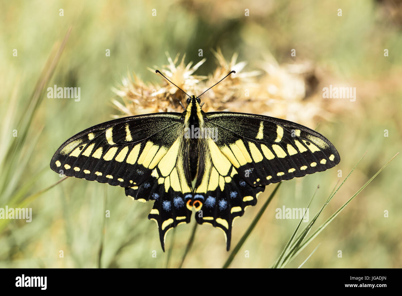 Anise Swallowtail (Papilio zelicaon) nectaring. Stock Photo