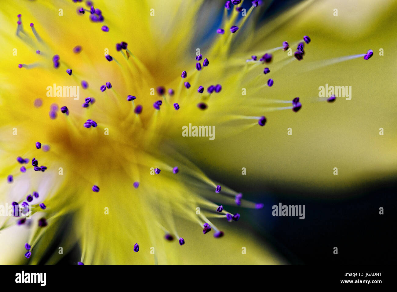 Anthers hover on slender filaments over a yellow flower of St. John’s wort (Hypericum perforatum) with a shallow depth of field. Stock Photo