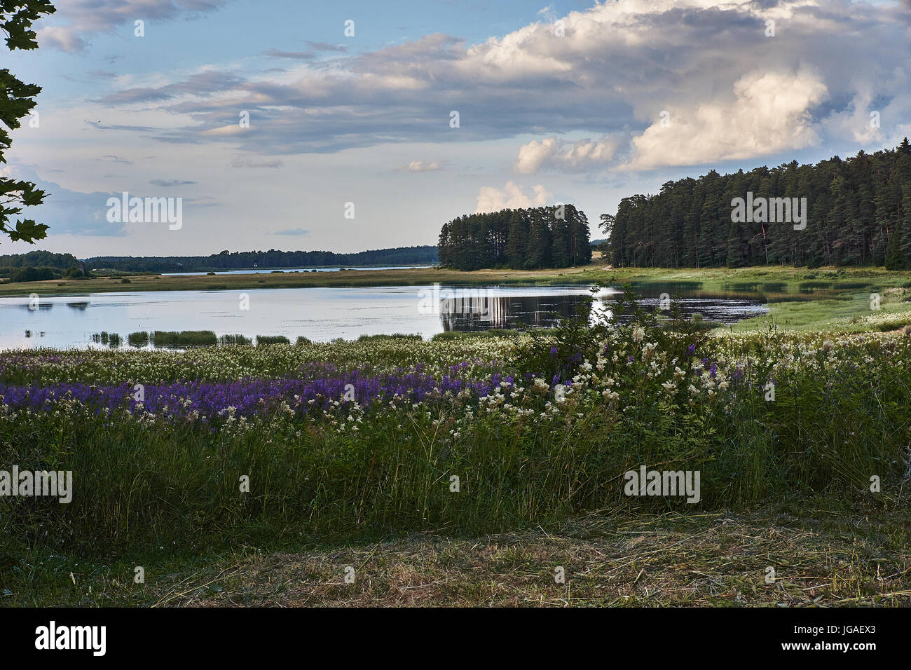 Summer day on the river. Clouds in the sky. On the growing grass. Across the river see the forest. Russia, Pskov region The bank of the river Stock Photo