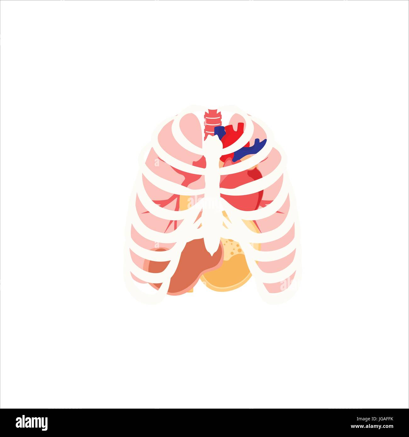 Vector illustration of human organs. Rib cage, lungs, heart and stomach. Internal organs icons and symbols Stock Vector