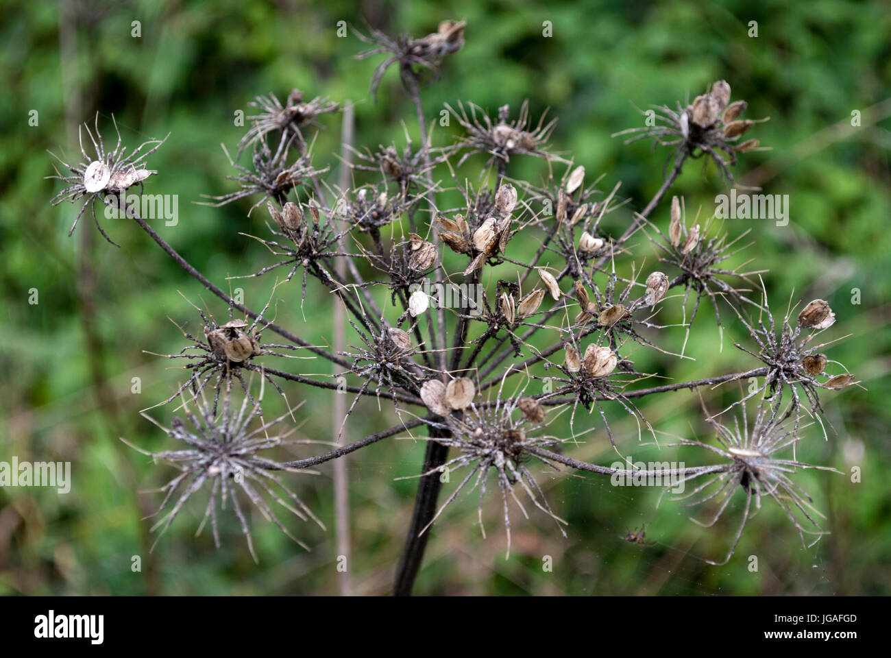 cow parsley seed head Stock Photo