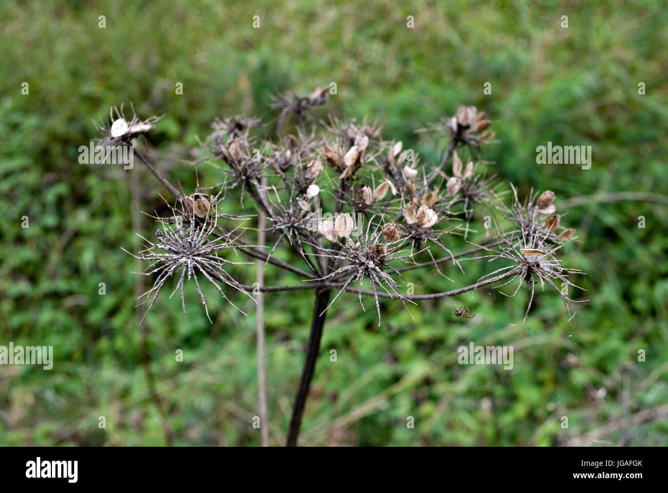 cow parsley seed head Stock Photo Alamy