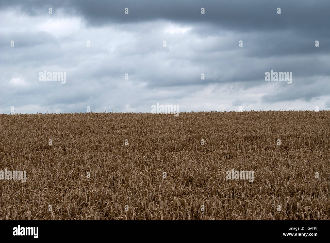 Dark gloomy clouds over a wheat field Stock Photo - Alamy