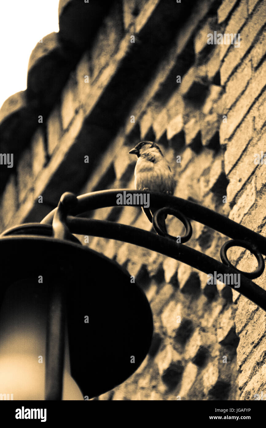 watchful sparrow Stock Photo