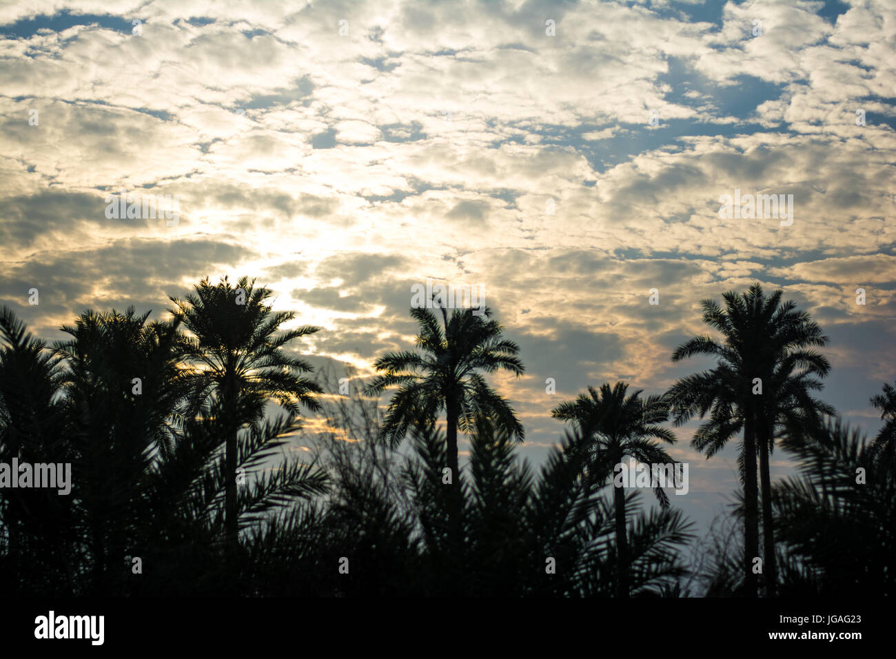 palm in sunset Stock Photo