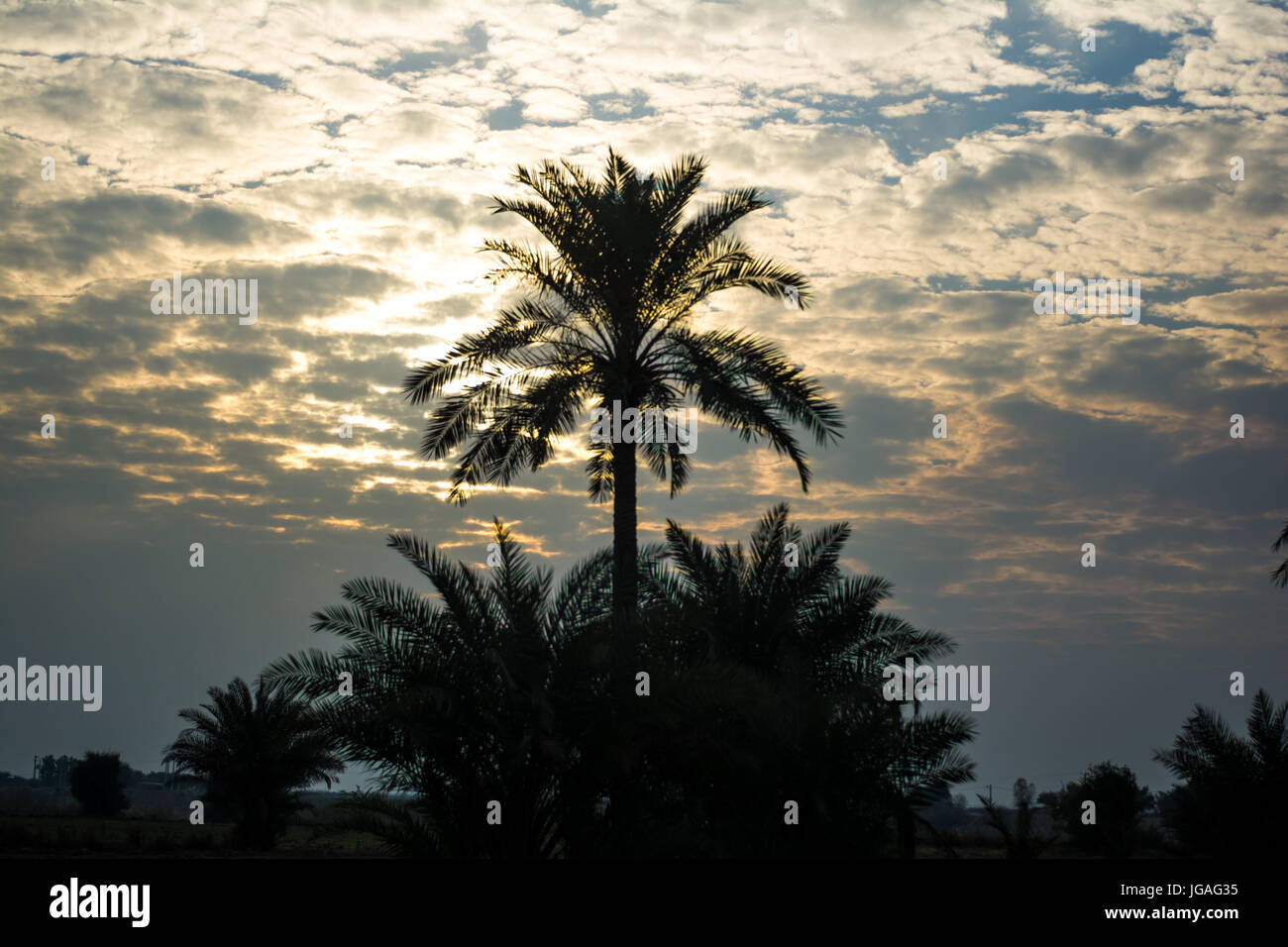 palm in sunset Stock Photo