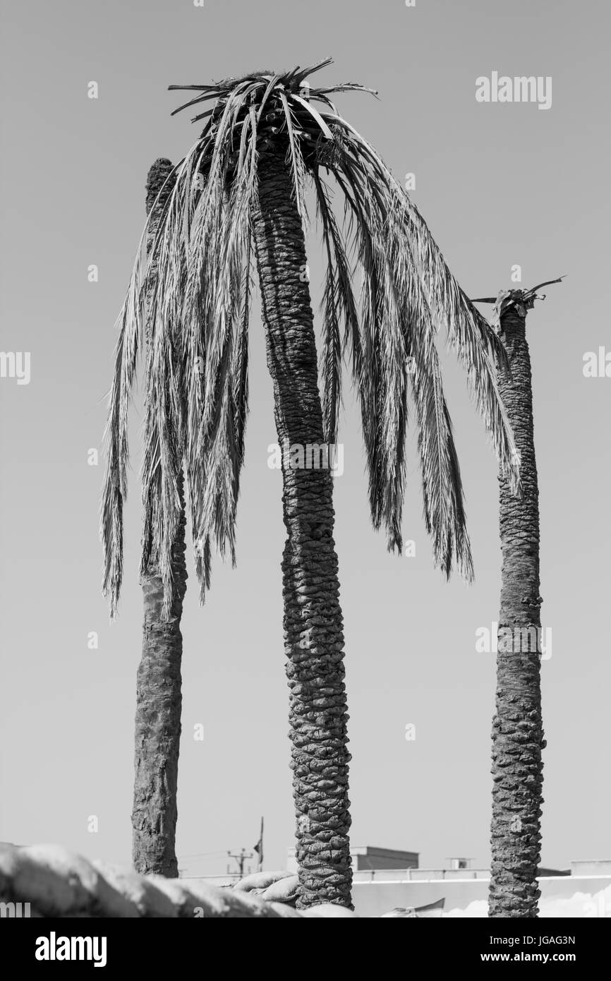 burned palm from Iran-Iraq war that began in 1980 until 1988 Stock Photo