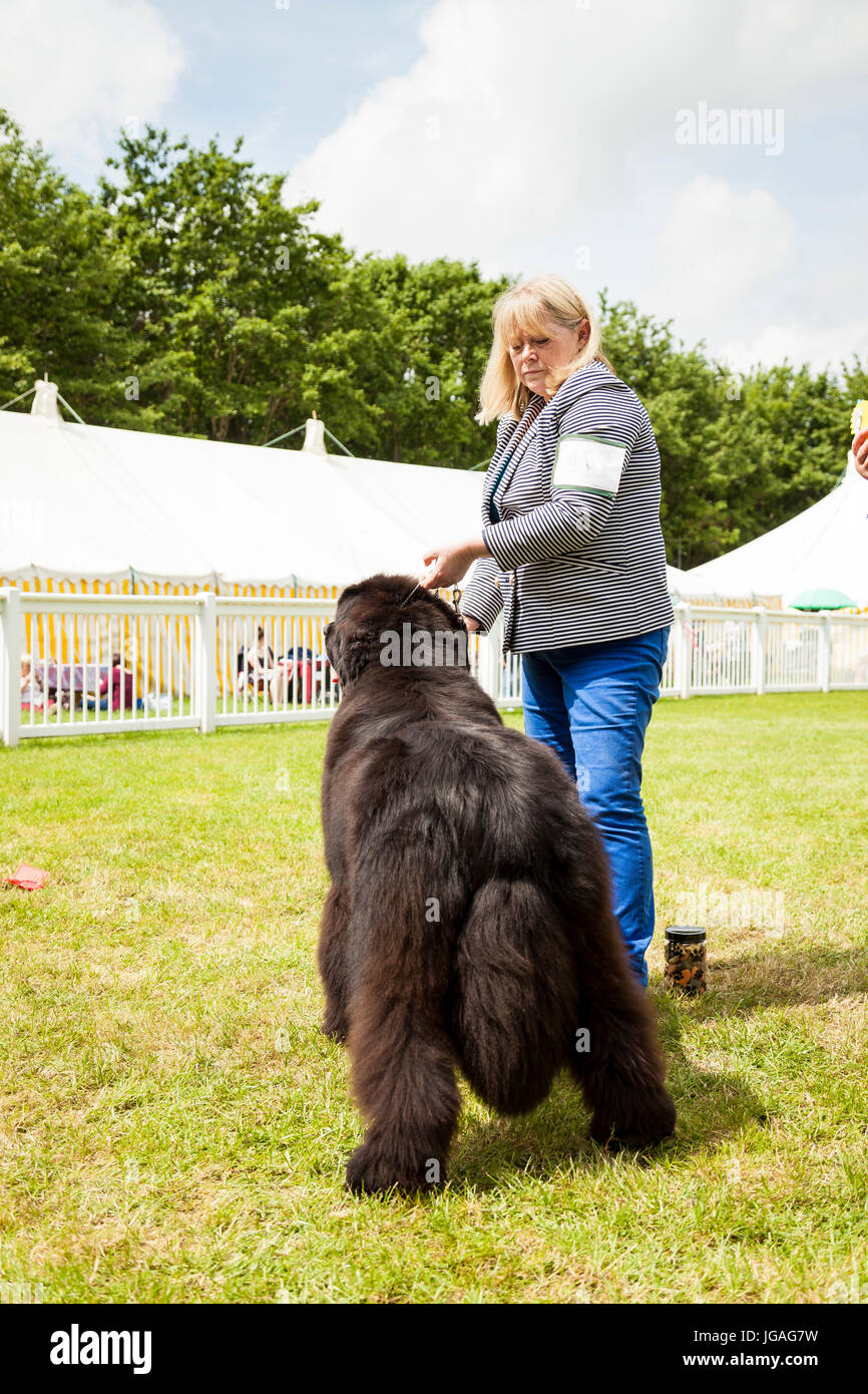 Staffordshire, England - June 01,2017 : Rear view of cute Newfoundland dog  as he is  being judged at Staffordshire County Show Stock Photo