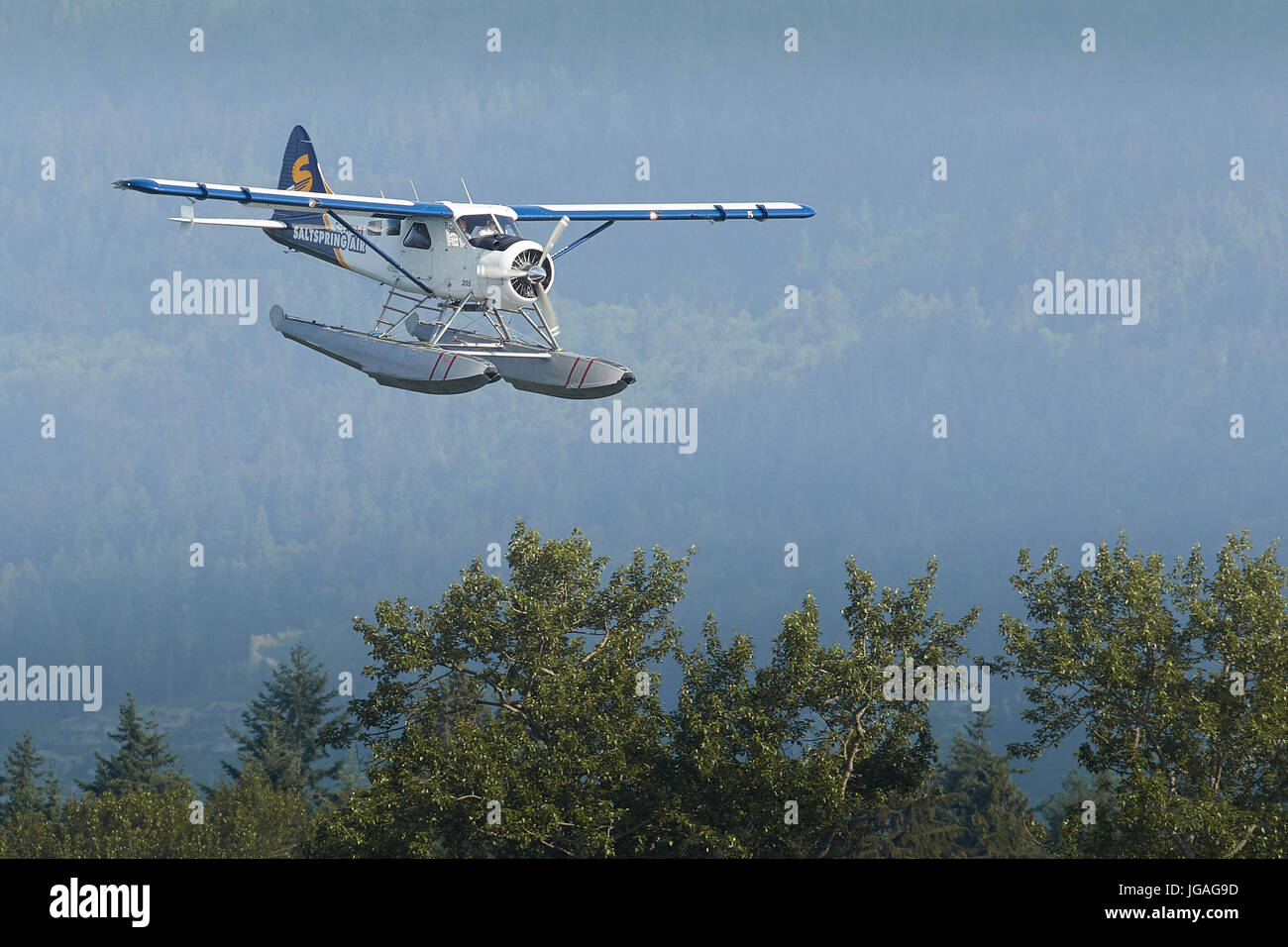 A Classic Harbour Air Seaplanes de Havilland DHC-2 Beaver Flying Low Over Forrest Woodlands In British Columbia, Canada. Stock Photo