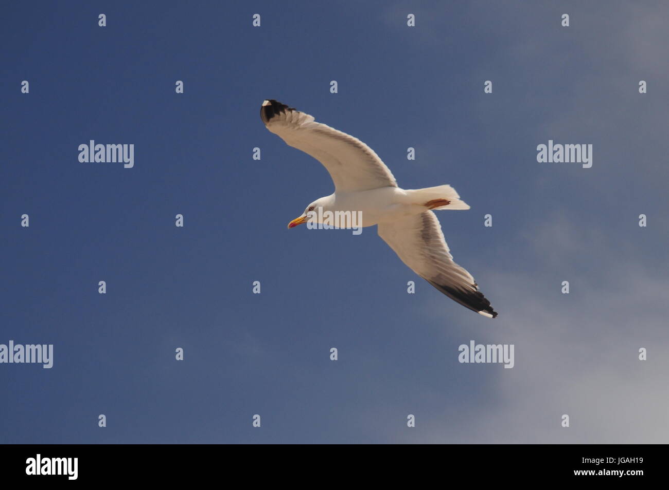 Seagull, sky, bird Stock Photo